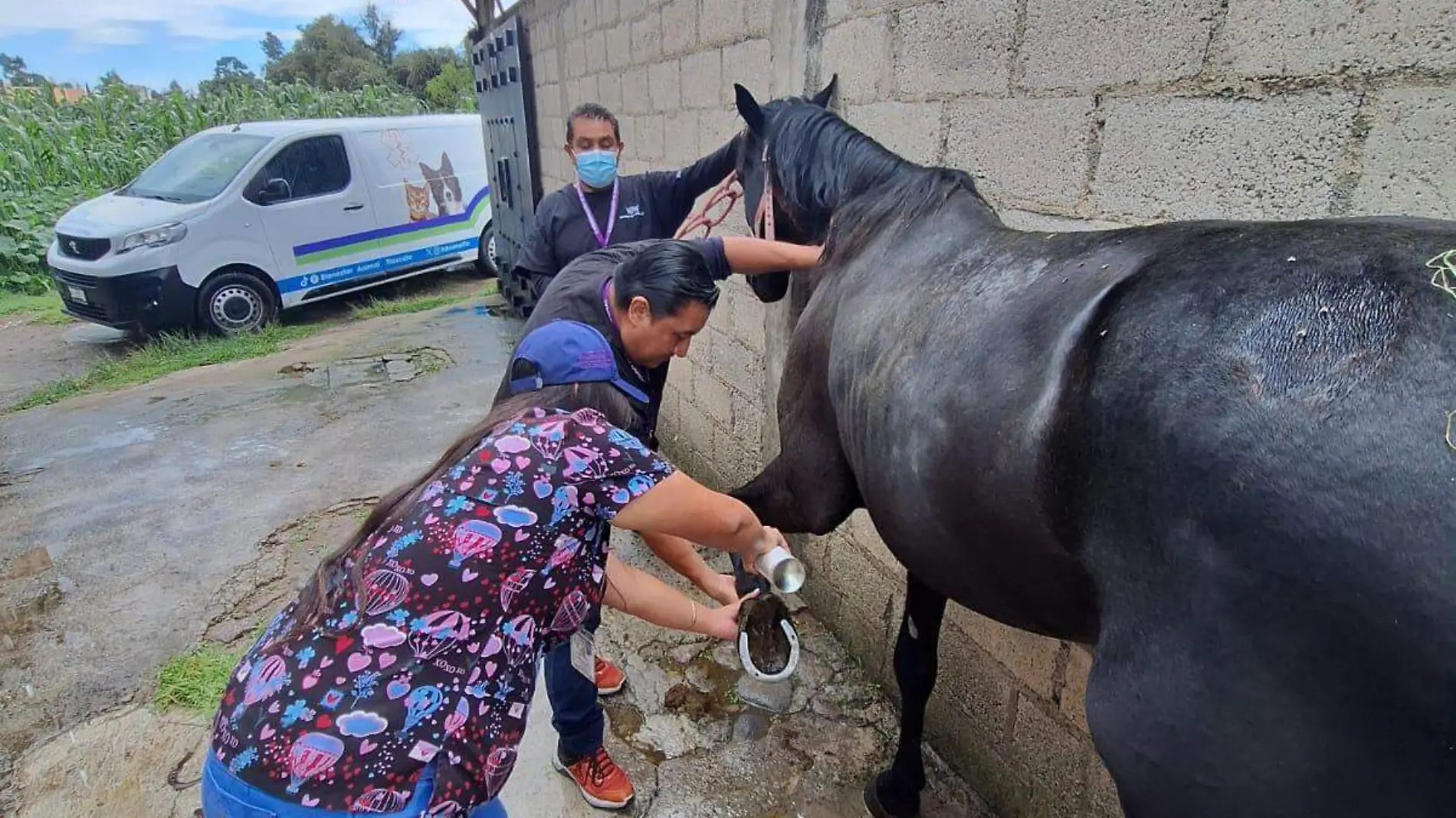 caballo lesionado en desfile de Chiautempan (2)